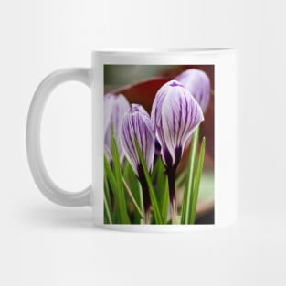 Blue white stripes crocus Mug